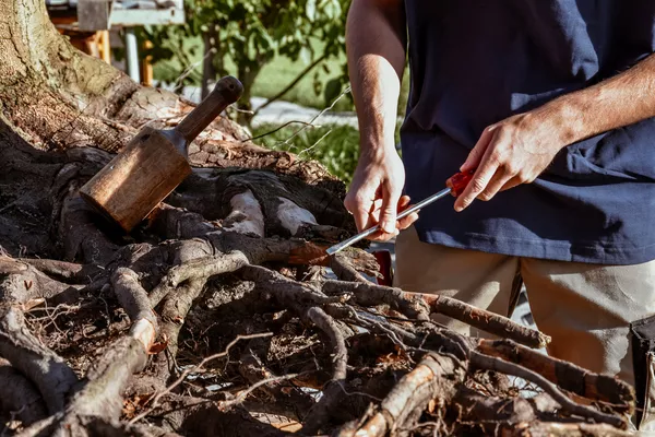 Säuberung Wurzel für Wurzeltisch