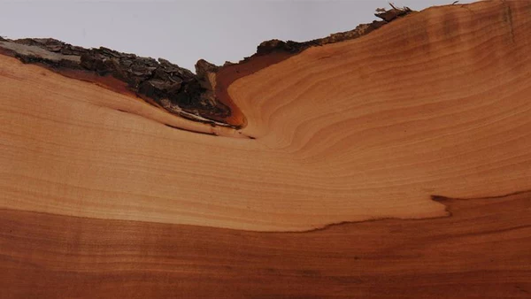 Holzarten Massivholzmöbel Baumstammtisch
