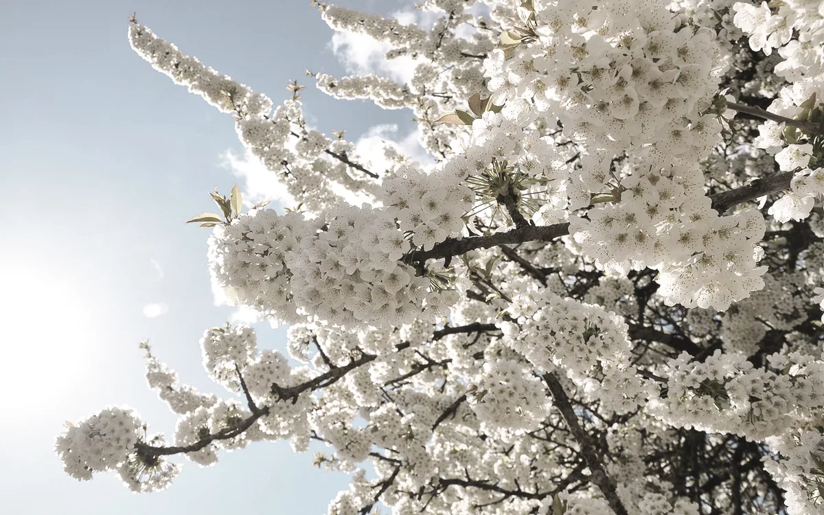 Stammdesign Möbel aus Holz aus Liebe zur Natur