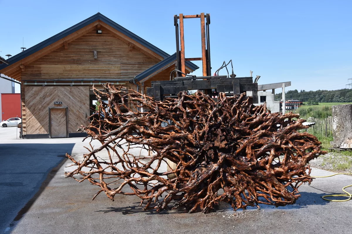 Wurzel für Wurzeltisch